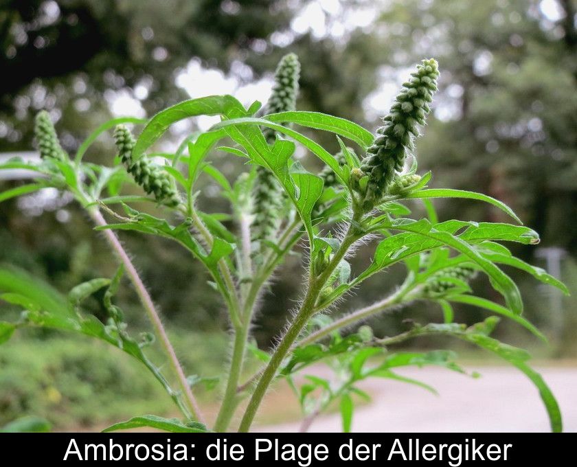 Ambrosia: Die Plage Der Allergiker