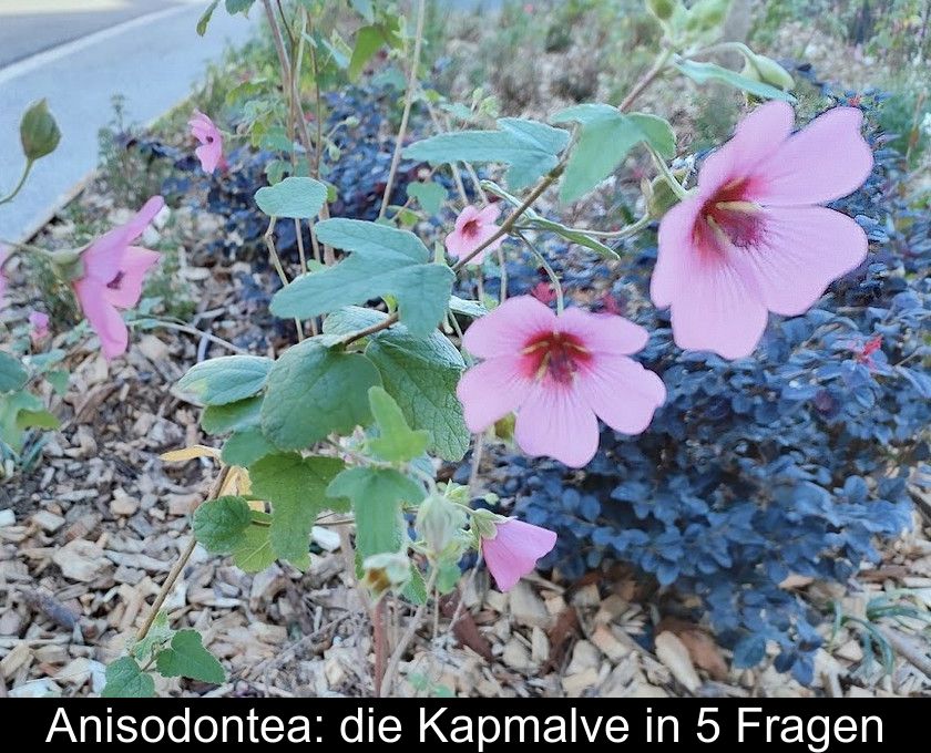 Anisodontea: Die Kapmalve In 5 Fragen