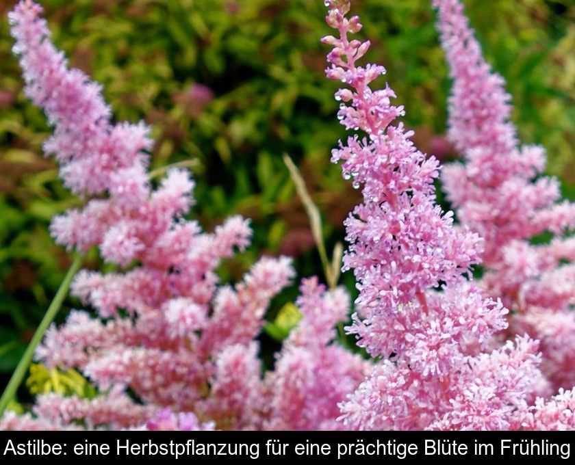 Astilbe: Eine Herbstpflanzung Für Eine Prächtige Blüte Im Frühling