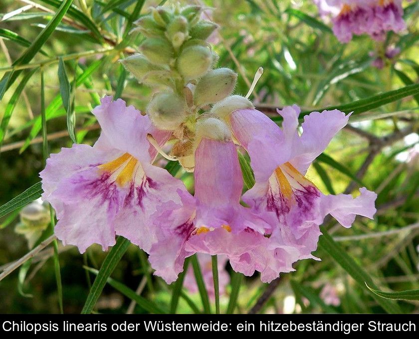 Chilopsis Linearis Oder Wüstenweide: Ein Hitzebeständiger Strauch