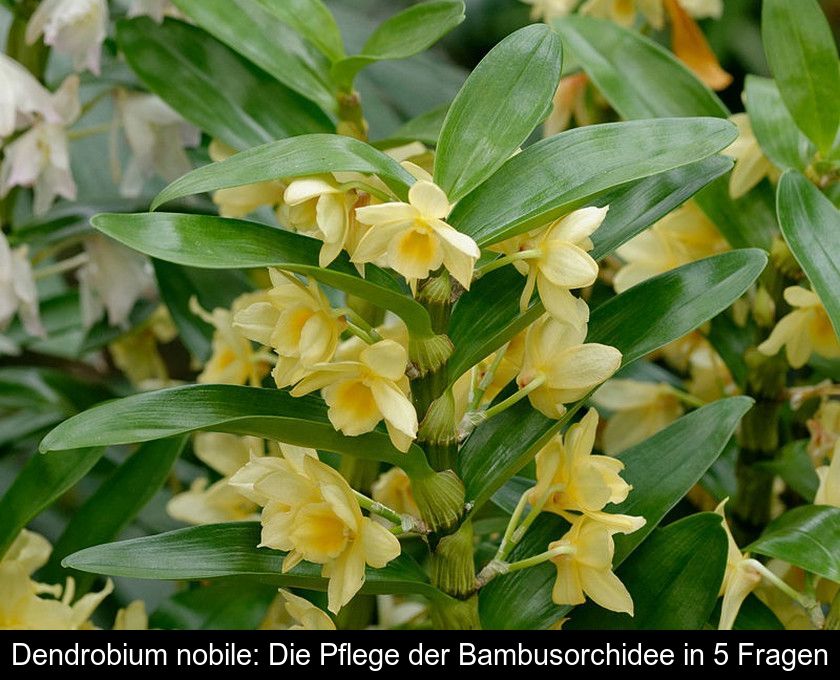 Dendrobium Nobile: Die Pflege Der Bambusorchidee In 5 Fragen