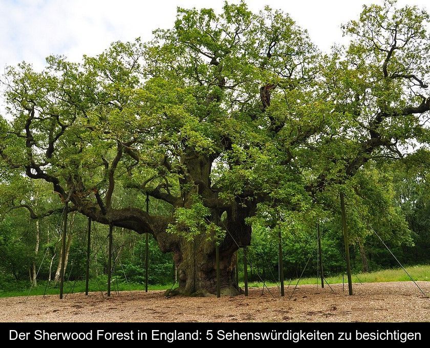 Der Sherwood Forest In England: 5 Sehenswürdigkeiten Zu Besichtigen