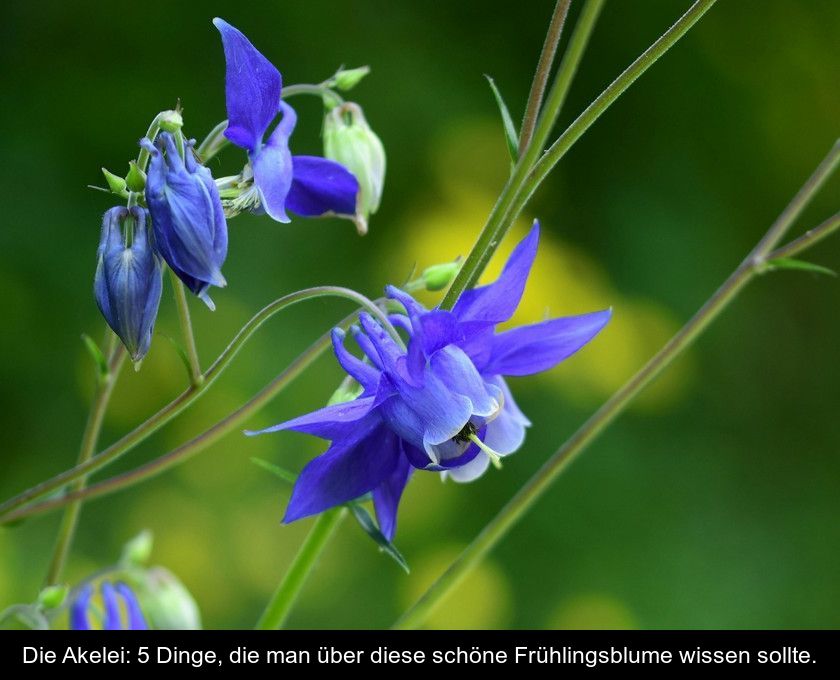 Die Akelei: 5 Dinge, Die Man über Diese Schöne Frühlingsblume Wissen Sollte.