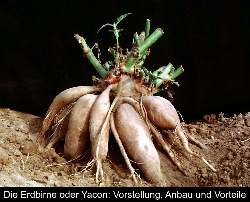 Die Erdbirne Oder Yacon: Vorstellung, Anbau Und Vorteile