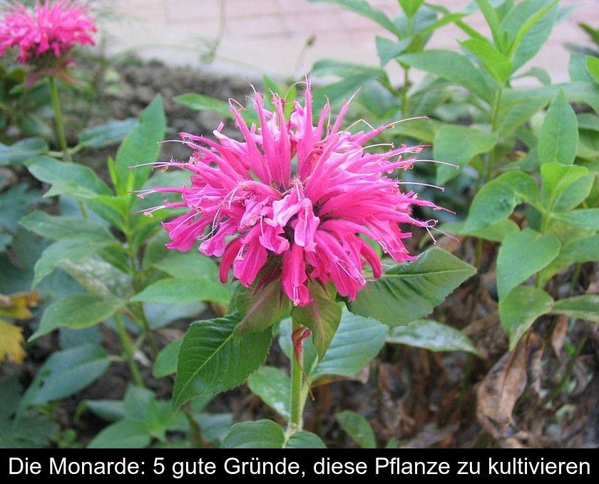 Die Monarde: 5 Gute Gründe, Diese Pflanze Zu Kultivieren