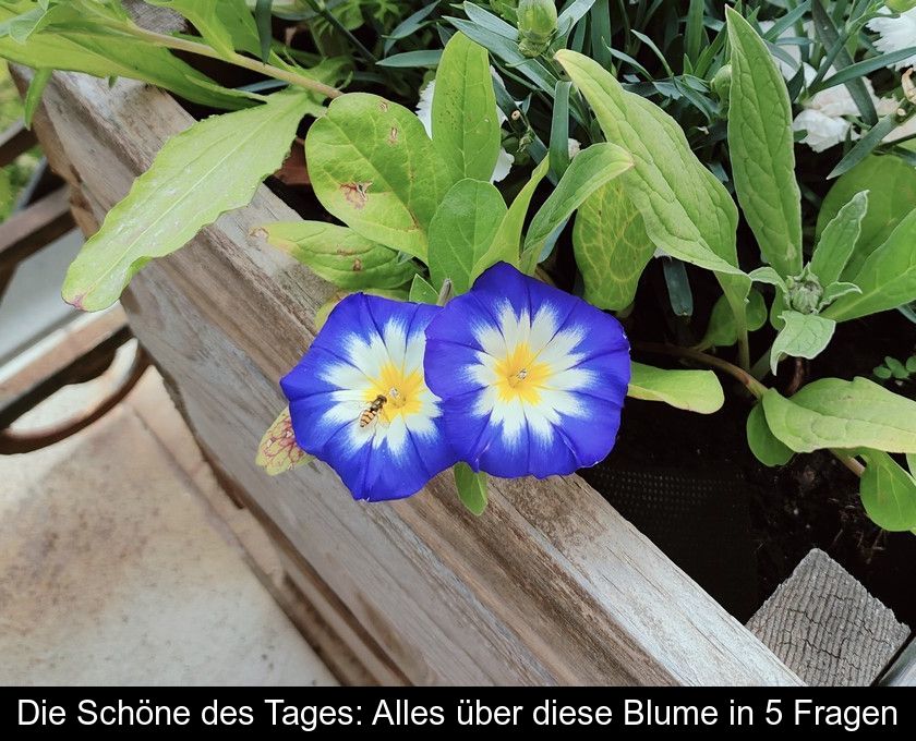 Die Schöne Des Tages: Alles über Diese Blume In 5 Fragen