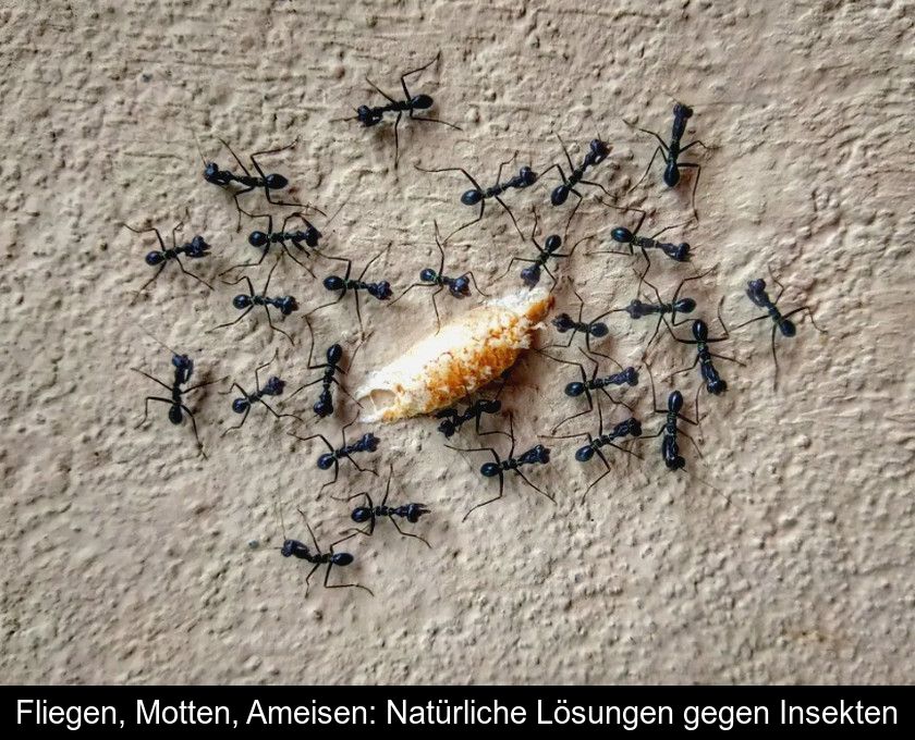 Fliegen, Motten, Ameisen: Natürliche Lösungen Gegen Insekten