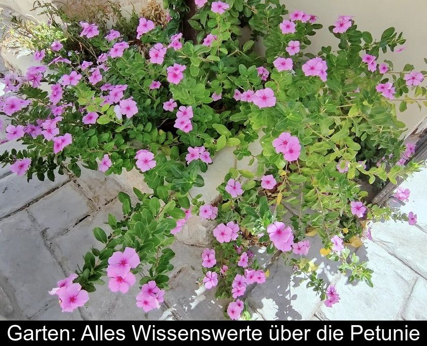 Garten: Alles Wissenswerte über Die Petunie