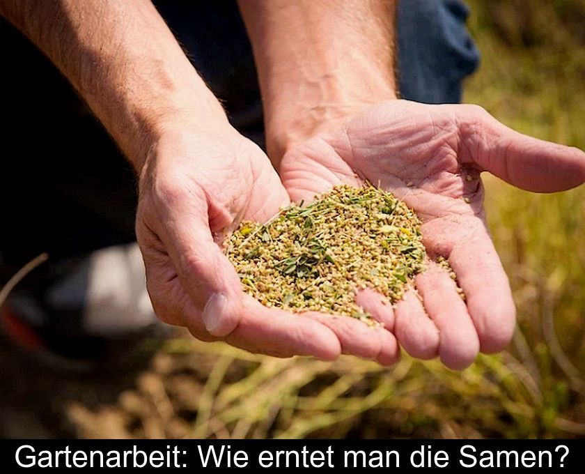 Gartenarbeit: Wie Erntet Man Die Samen?