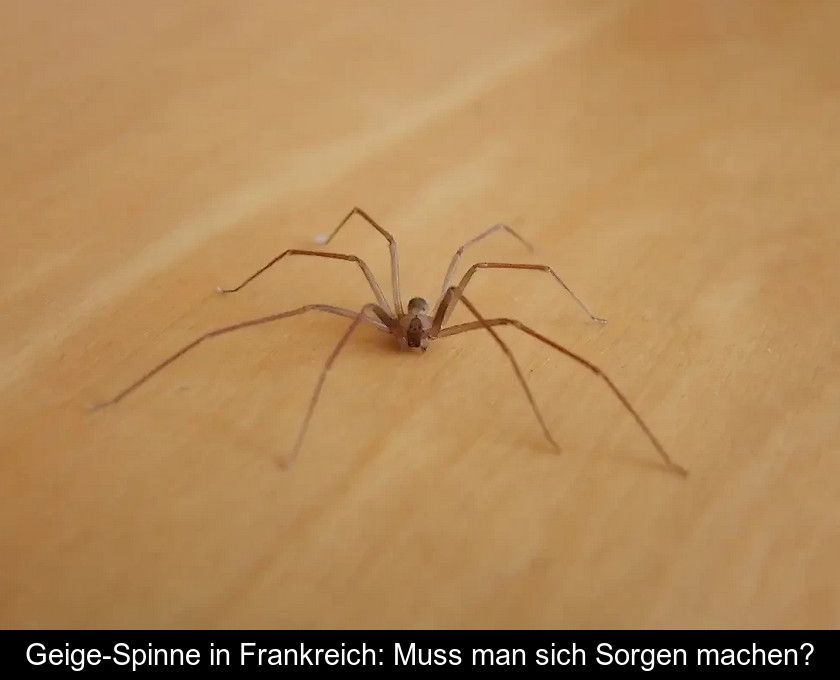 Geige-spinne In Frankreich: Muss Man Sich Sorgen Machen?