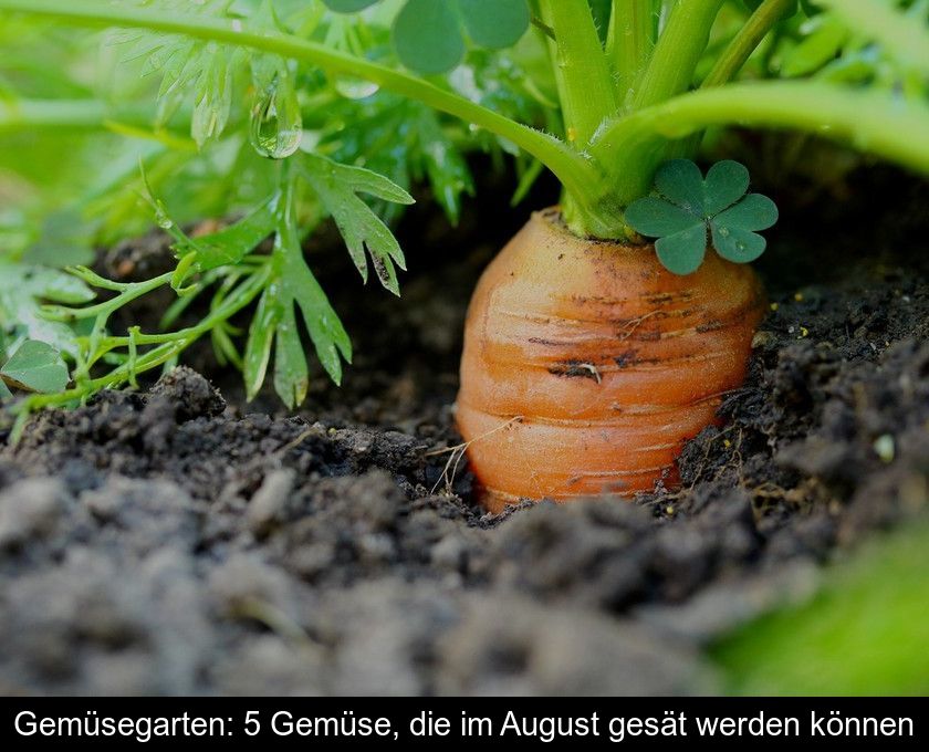 Gemüsegarten: 5 Gemüse, Die Im August Gesät Werden Können