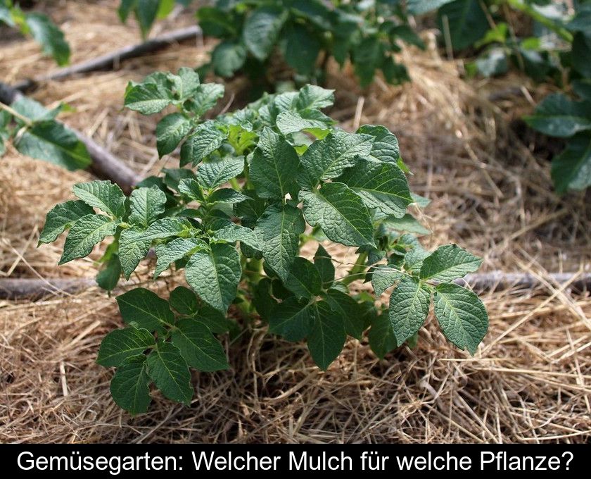 Gemüsegarten: Welcher Mulch Für Welche Pflanze?