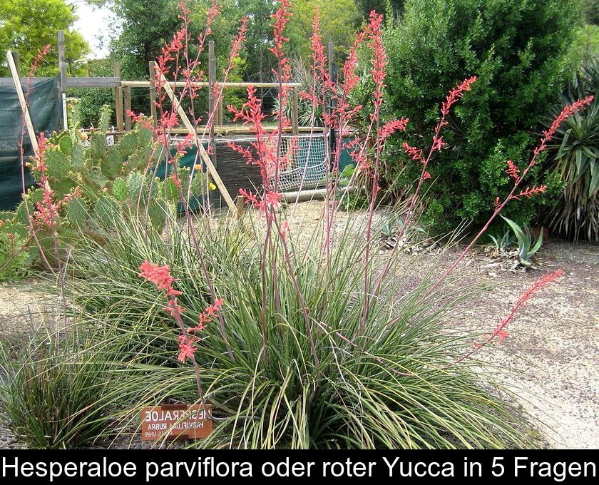 Hesperaloe Parviflora Oder Roter Yucca In 5 Fragen