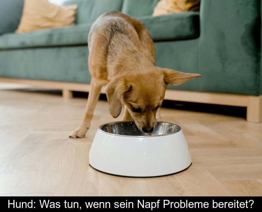 Hund: Was Tun, Wenn Sein Napf Probleme Bereitet?