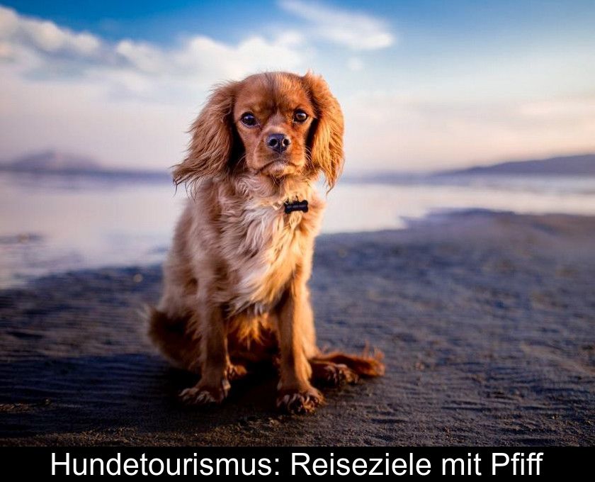 Hundetourismus: Reiseziele Mit Pfiff