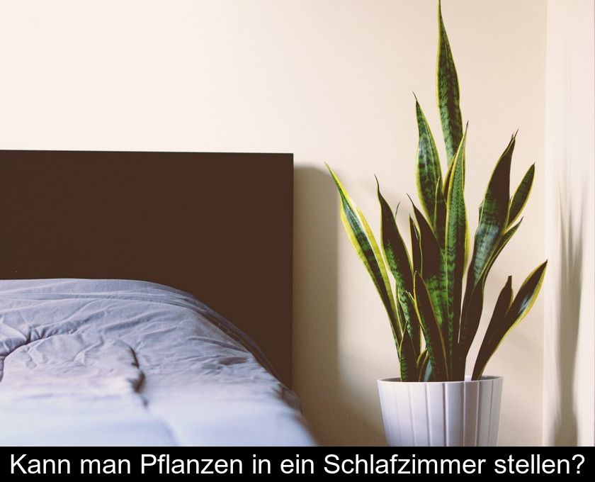 Kann Man Pflanzen In Ein Schlafzimmer Stellen?