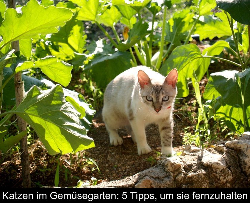 Katzen Im Gemüsegarten: 5 Tipps, Um Sie Fernzuhalten