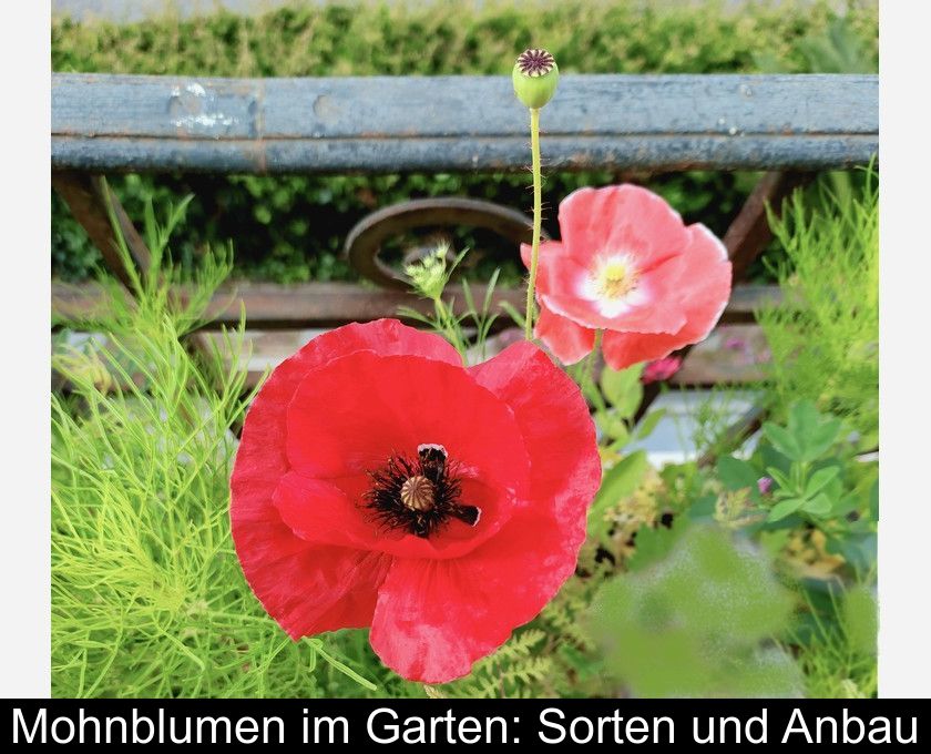 Mohnblumen Im Garten: Sorten Und Anbau