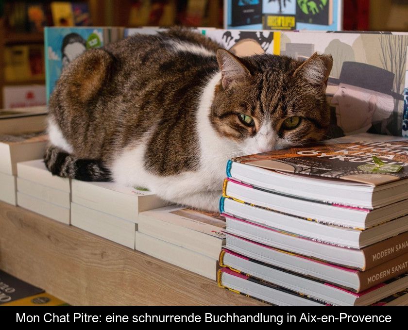 Mon Chat Pitre: Eine Schnurrende Buchhandlung In Aix-en-provence