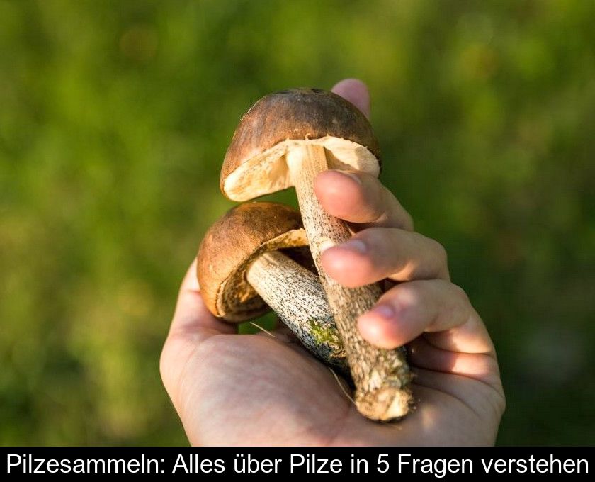 Pilzesammeln: Alles über Pilze In 5 Fragen Verstehen