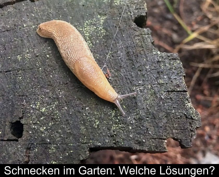 Schnecken Im Garten: Welche Lösungen?