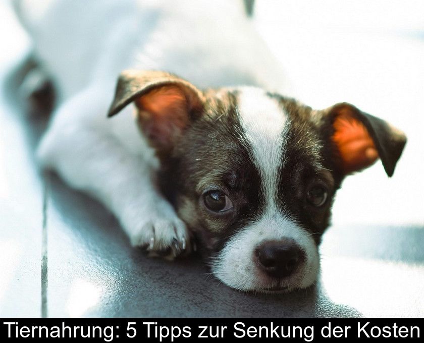 Tiernahrung: 5 Tipps Zur Senkung Der Kosten