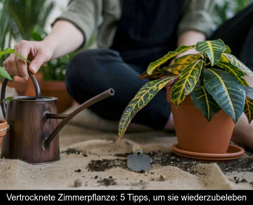 Vertrocknete Zimmerpflanze: 5 Tipps, Um Sie Wiederzubeleben