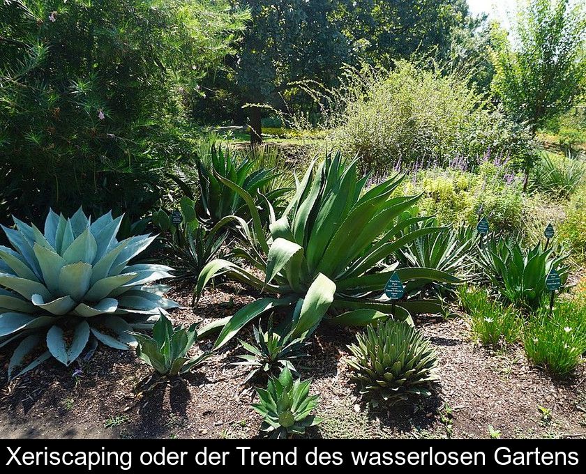 Xeriscaping Oder Der Trend Des Wasserlosen Gartens