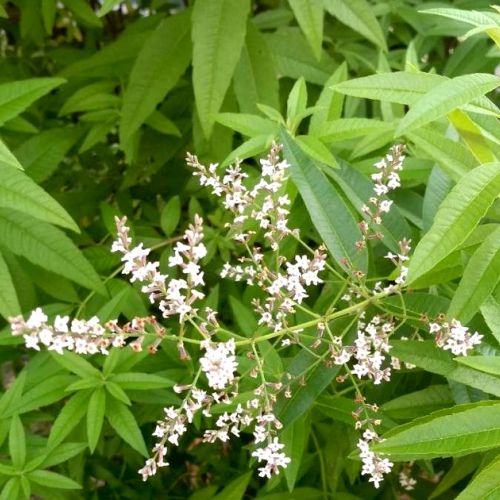 Das Eisenkraut: eine aromatische Pflanze, die leicht zu kultivieren ist