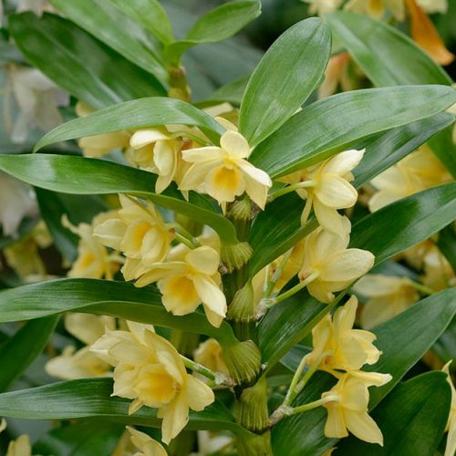 Dendrobium nobile: Die Pflege der Bambusorchidee in 5 Fragen