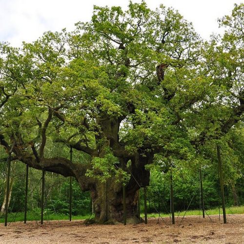 Der Sherwood Forest in England: 5 Sehenswürdigkeiten zu besichtigen