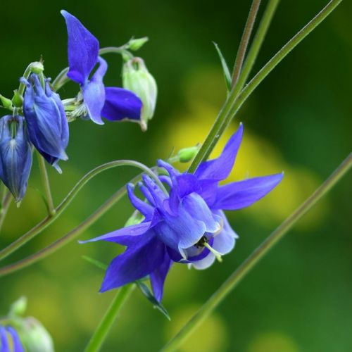 Die Akelei: 5 Dinge, die man über diese schöne Frühlingsblume wissen sollte.