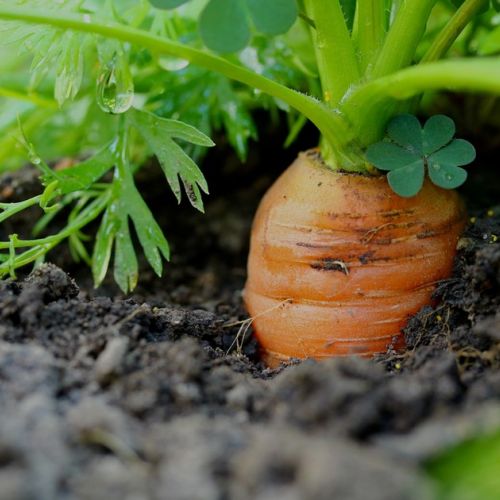 Gemüsegarten: 5 Gemüse, die im August gesät werden können