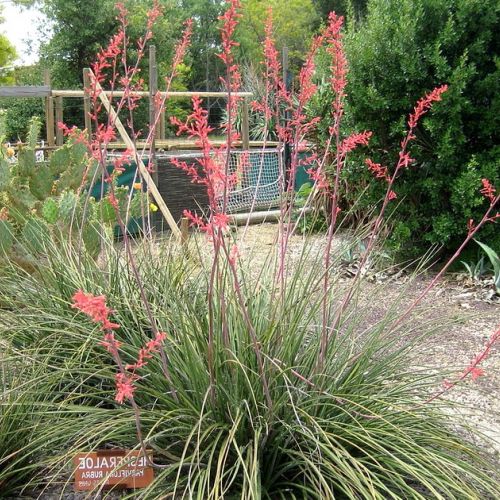 Hesperaloe parviflora oder roter Yucca in 5 Fragen