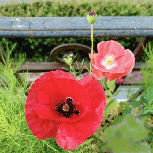 Mohnblumen im Garten: Sorten und Anbau