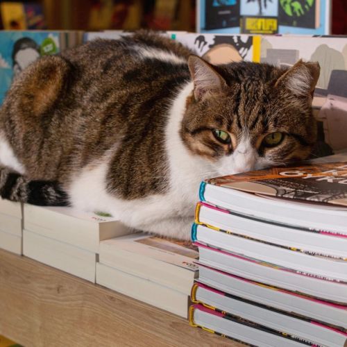 Mon Chat Pitre: eine schnurrende Buchhandlung in Aix-en-Provence