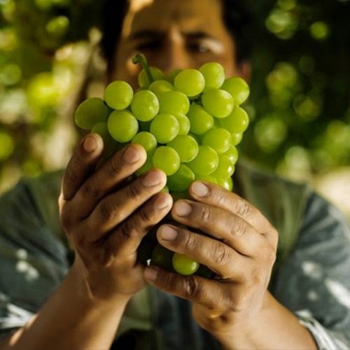 Pisco: 5 Dinge, die man über diesen peruanischen Alkohol wissen sollte