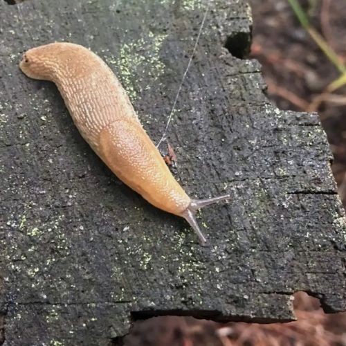 Schnecken im Garten: Welche Lösungen?