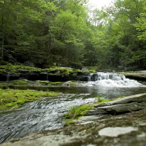 Umwelt: Verständnis der Wiederherstellung der Natur in 5 Fragen