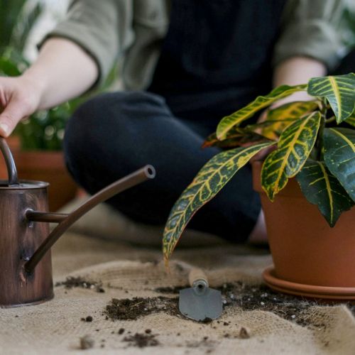 Vertrocknete Zimmerpflanze: 5 Tipps, um sie wiederzubeleben