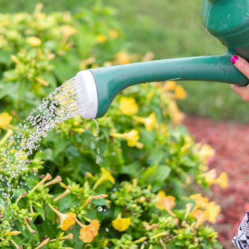 Wie spart man Wasser im Garten?